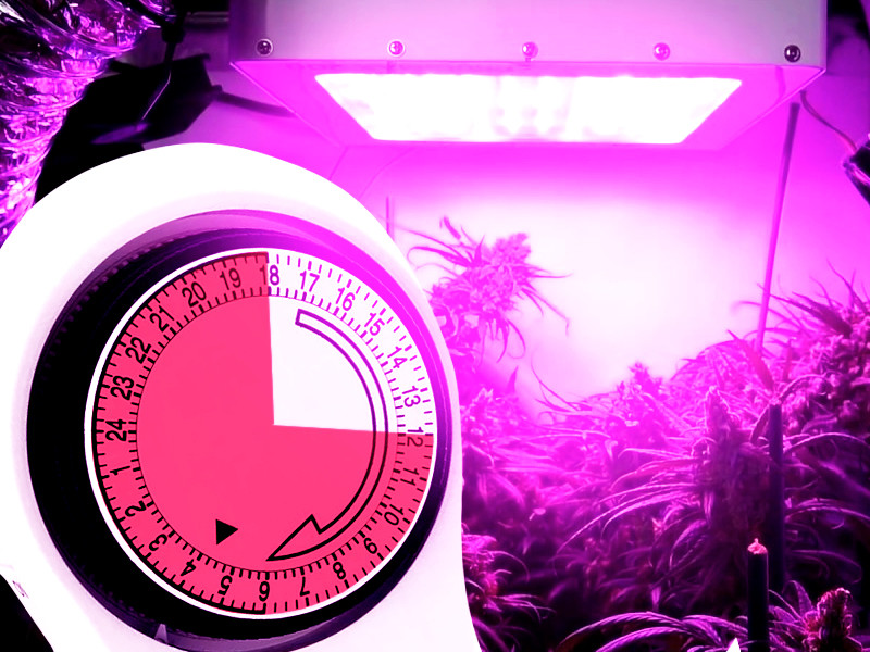 Режим освещения для автоцветущей конопли